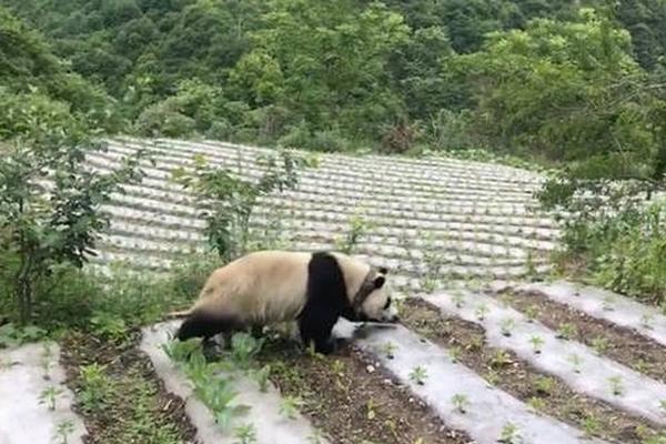南通支云官方宣布謝暉出任主帥