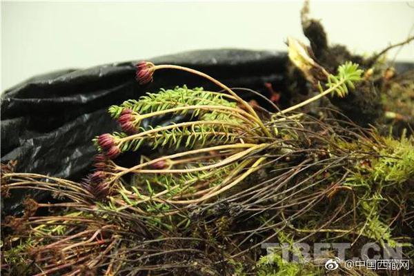 從運(yùn)動(dòng)員到模特再到女強(qiáng)人！特朗普前妻開掛的人生之路