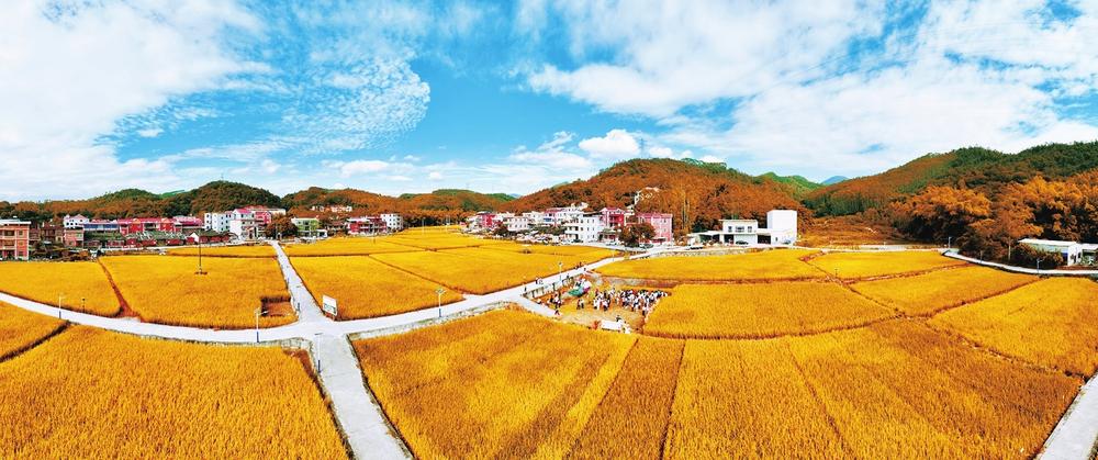 澳洲一大樹“哭泣”引百人膜拜 水務(wù)公司：水管...