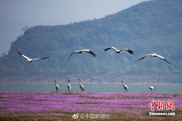 貓咪唇膏用成海豹唇膏