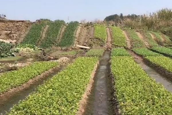 全國高考延期一個月 考試時間7月7日至8日