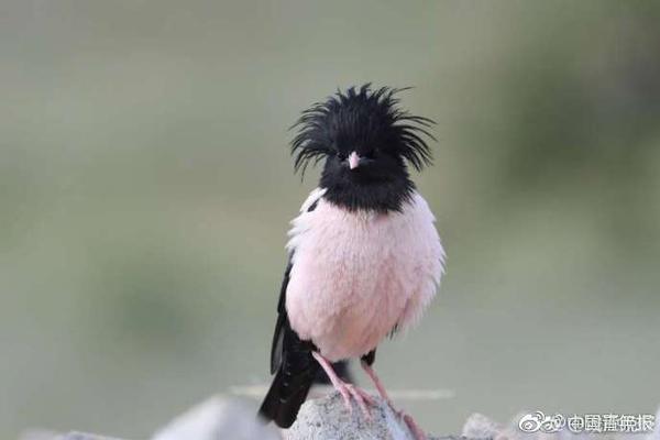 《柳葉刀》最新研究：新冠感染者死亡率低于早前預期