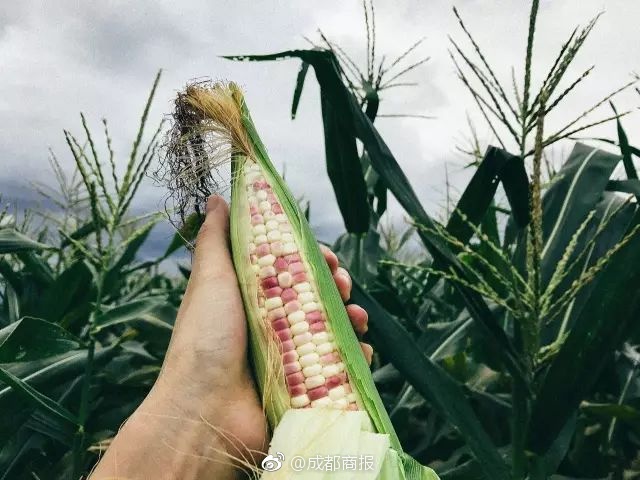 ?生活在別處：感受大西洋海岸的葡國風情